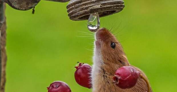 Фото недели: маленькая мышка пьет из садового крана