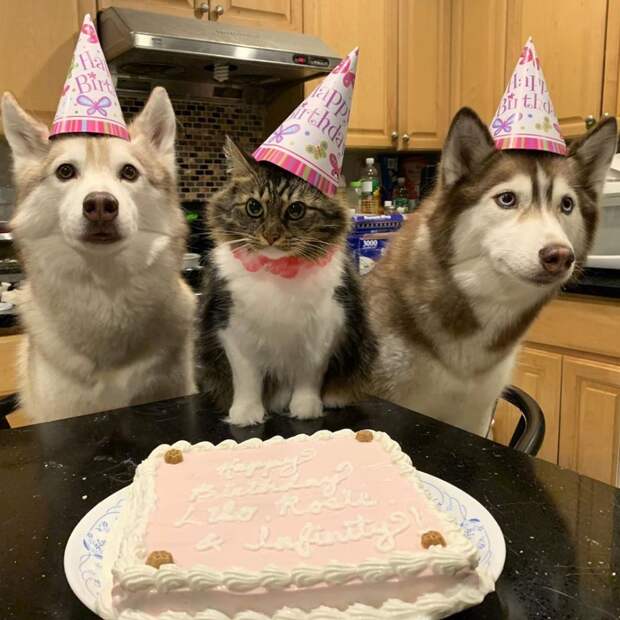 7 очаровательных фото котенка, которого вырастили хаски