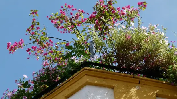 СМИ: Федеральный ГОСТ для озеленения крыш могут утвердить летом 2019 года