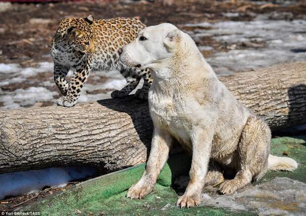 В зоопарке Владивостока детеныш леопарда подружился с овчаркой ynews, владивосток, детеныш, дружба животных, животные, зоопарк, леопард, собака и кот