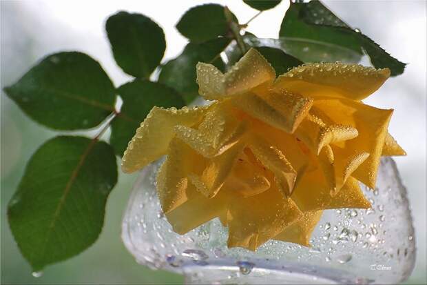 НЕЖНЕЕ НЕЖНОГО ... ФОТОГРАФ ТАТЬЯНА ОБРАЗ НЕЖНЕЕ НЕЖНОГО ... ФОТОГРАФ ТАТЬЯНА ОБРАЗ