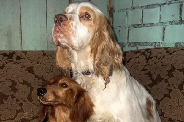 В Пскове уволили чиновницу, бросившую собак на трассе в мороз