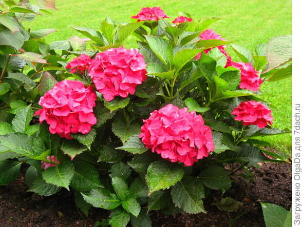 Red Sensation из серии Forever&amp;amp;amp;amp;amp;amp;amp;amp;amp;amp;amp;amp;amp;amp;amp;amp;amp;amp;amp;amp;amp;amp;Ever