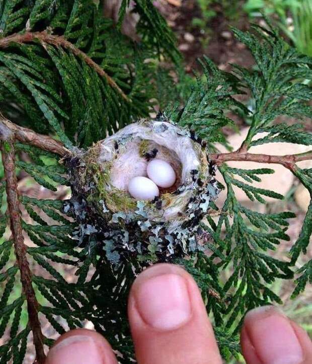 Это яйца колибри в мире, вещи, красота, люди, удивительно, что это такое