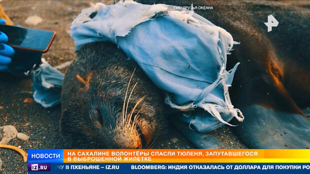 Волонтеры спасли тюленя, запутавшегося в жилетке на Сахалине