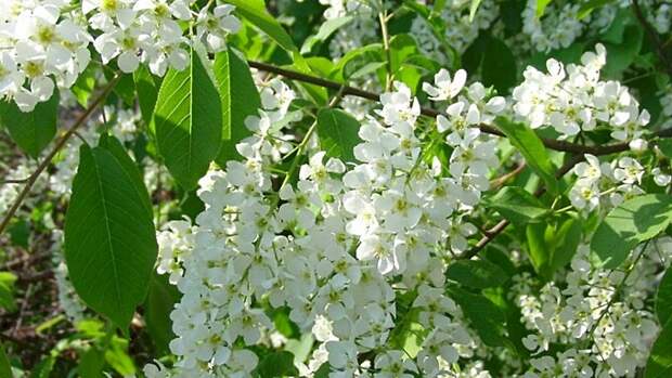 Как на Гавриила Благовеста женщины сохраняли верность мужа. Народные приметы 8 апреля