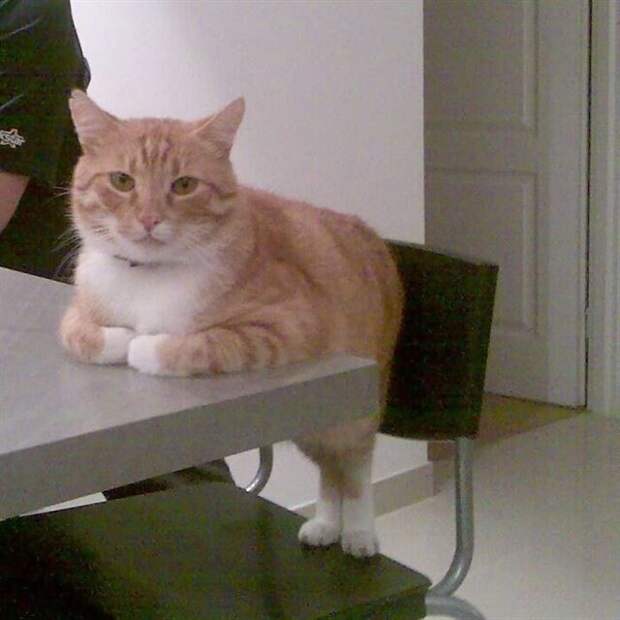 Фотографии с забавными животными для поднятия настроения (35 фото)