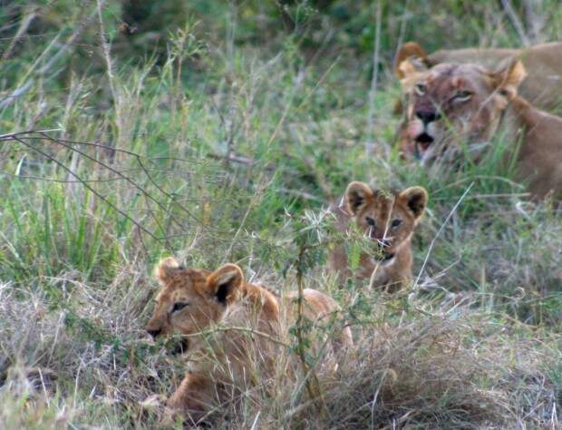 Львы (лат. Panthera leo) (англ. Lions)