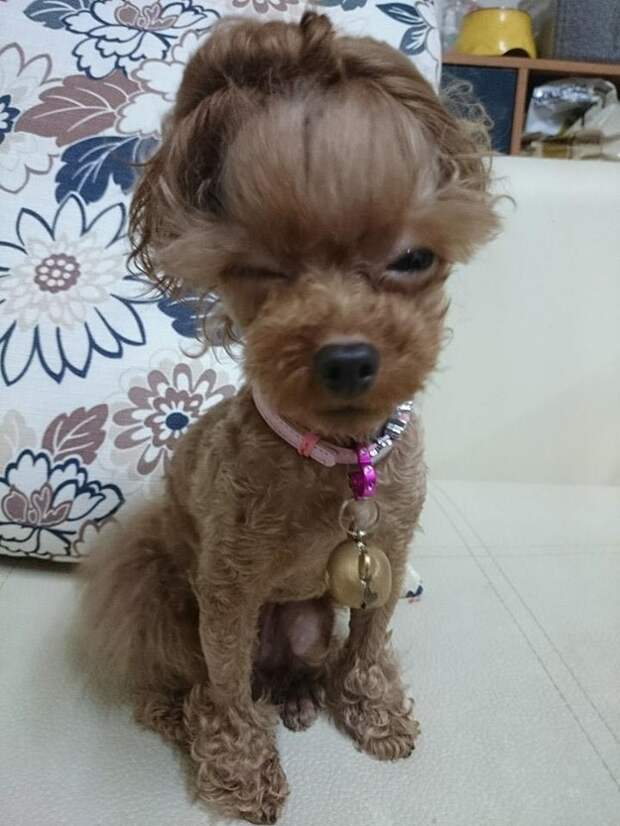 Когда эта собака была притворяться, что она на самом деле нравится то, что парикмахер сделал ей голову.