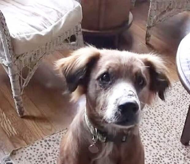 Собака сидит Пес с ошейником