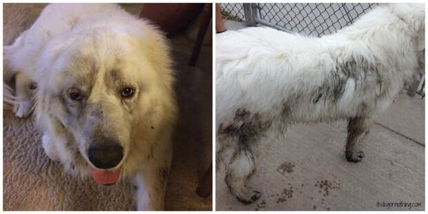 Great Pyrenees