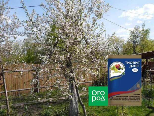 Обработка плодовых деревьев Тиовитом Джет