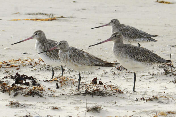 Australia Long Distance Bird