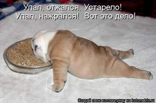 3201191_kotomatritsa_C (640x426, 42Kb)