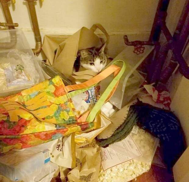 20 снимков, доказывающих, что кошки могут доставлять неудобства