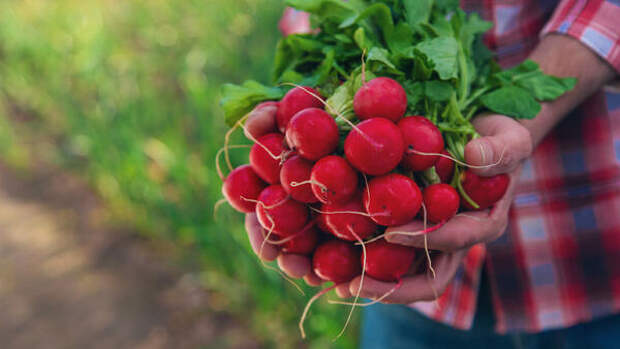 Как вырастить сочный редис уже весной — 5 лучших сортов для раннего урожая