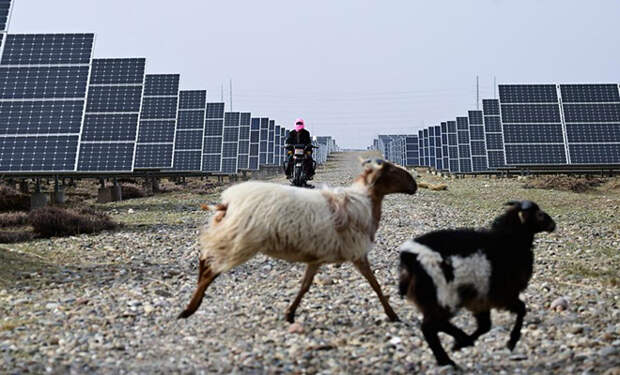 Солнечная электростанция в Китае изменила климат вокруг себя. В пустыне выросла трава и даже пришлось завести овец