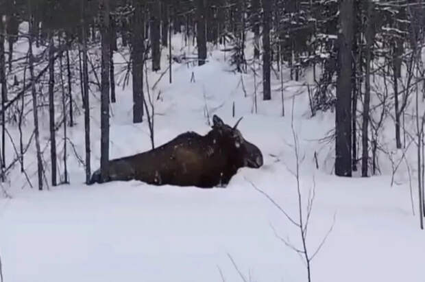 Дикий лось пытался зайти в автобус с пассажирами в Подмосковье