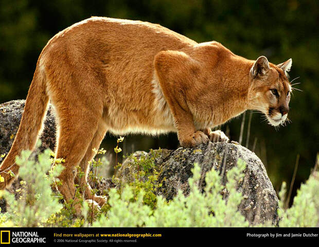 Большие кошки в объективе National Geographic