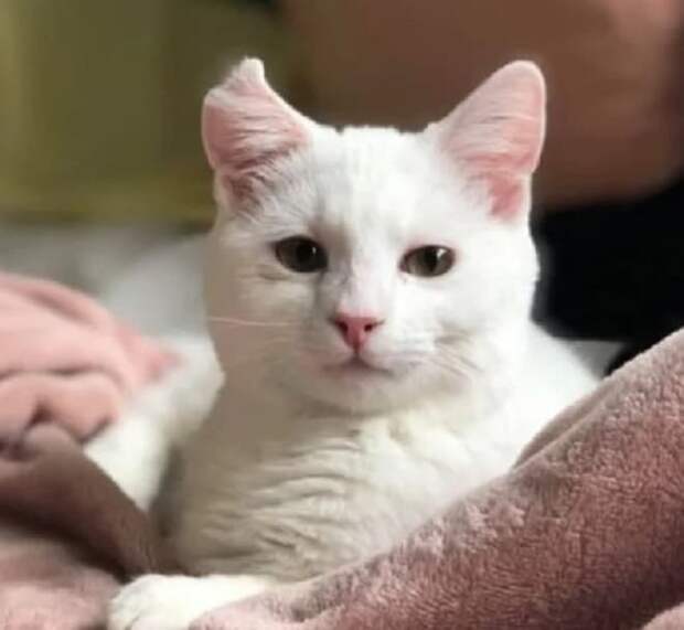 Кошка грустит Белая кошка