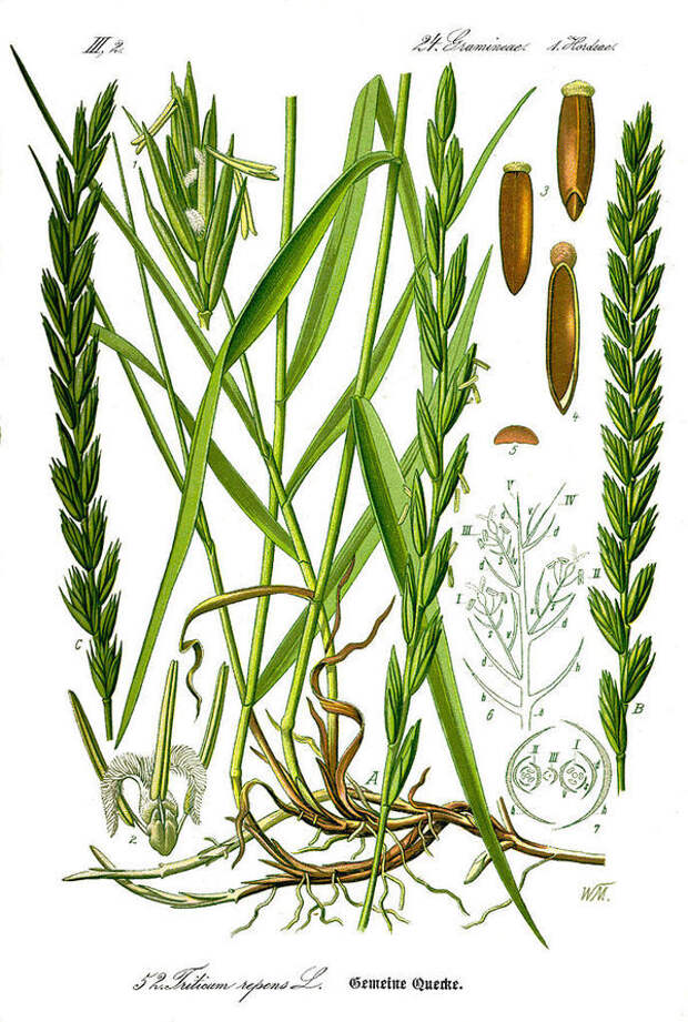 Пырей ползучий. Ботаническая иллюстрация, источник: wikimedia.org