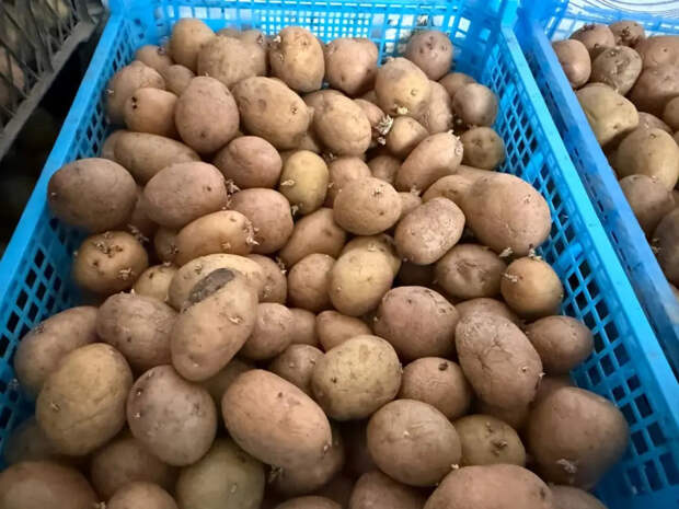 Не лезьте в грядку, пока одуванчик не зажелтел: 5 подсказок от природы, после которых картошка обгонит соседскую на целый месяц