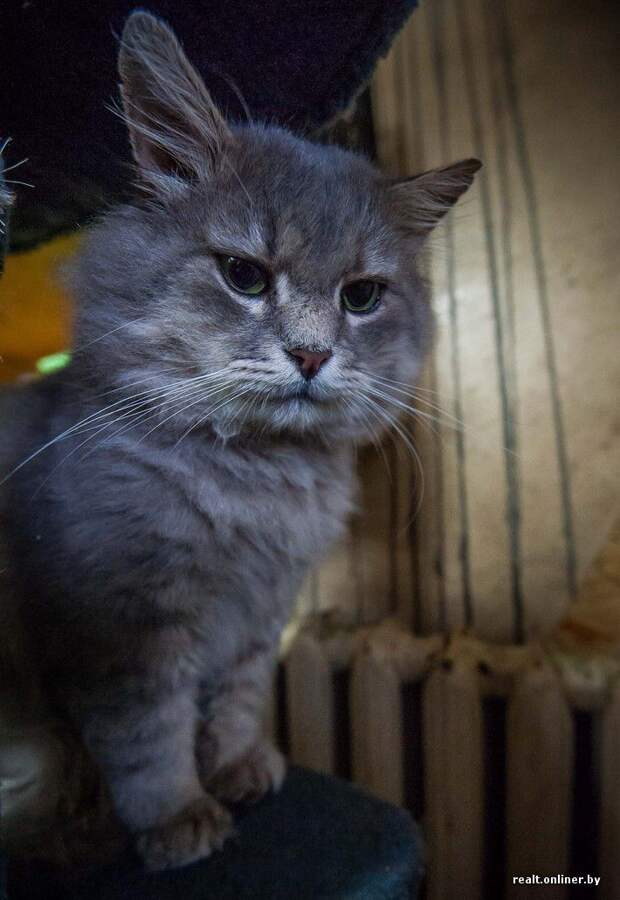 кошка, приют, Минск, волонтеры