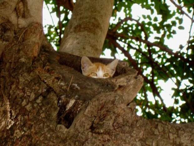 Коты в засаде