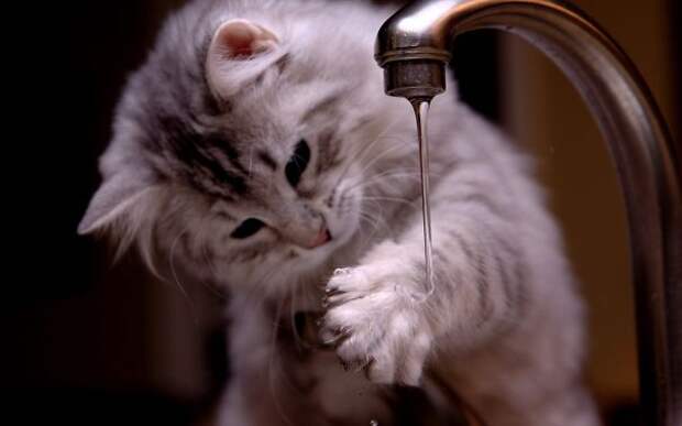 Кошки которые любят воду-8
