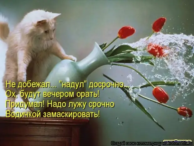 Лучшие котоматрицы