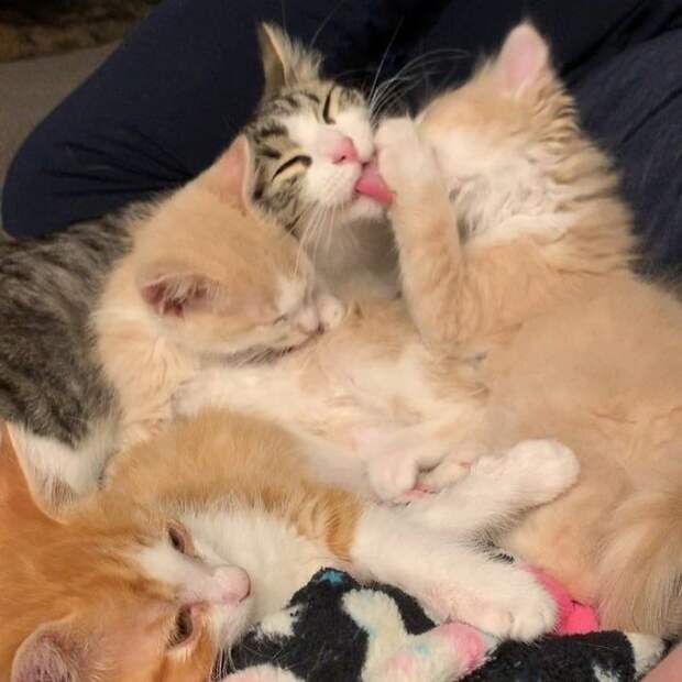 Кот облизывает котят Кот и котята