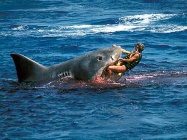 В Австралии акула убила серфера