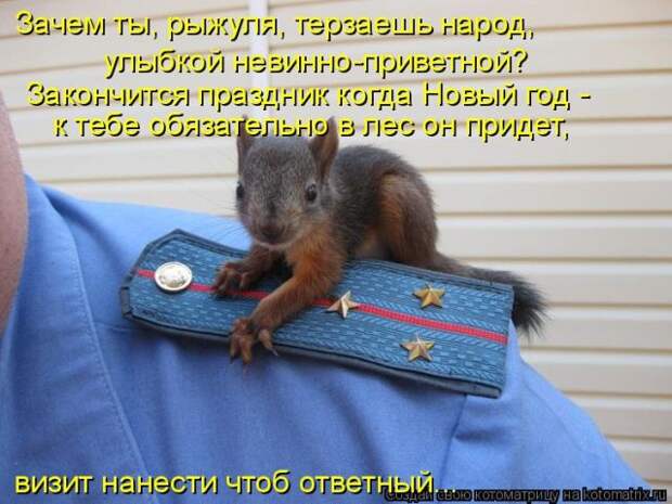 Лучшие котоматрицы недели (50 фото)