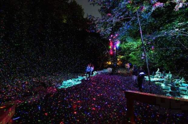 Заколдованный лес Foresta Lumina (11 фото + видео)