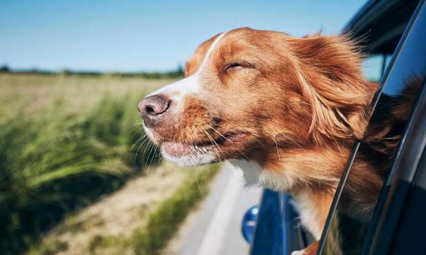 Приятная компания: как кормить питомца в поездке, чтобы отдых удался — 4 совета ветеринара