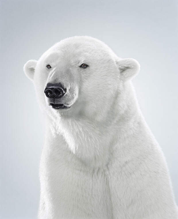 Ми-ми-мишки