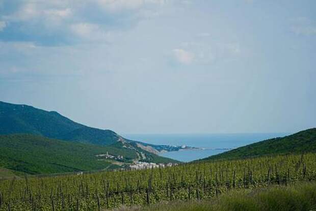 Винный туризм на Кубани набирает обороты: губернатор Кондратьев назвал число виноделен, открытых для гостей