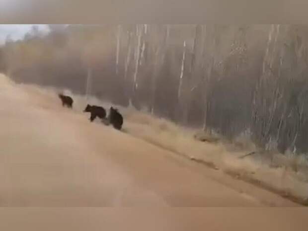 Медведицу заметили в 20 км от Могочи