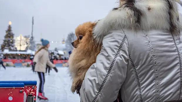 В Подмосковье в наступившем зимнем сезоне будет работать около 450 катков