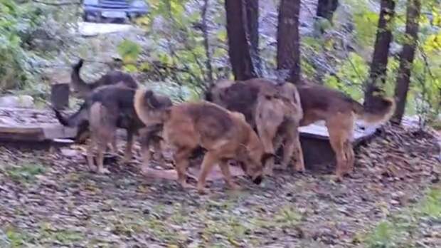 Собаки недалеко от школы / Кадр из видео: