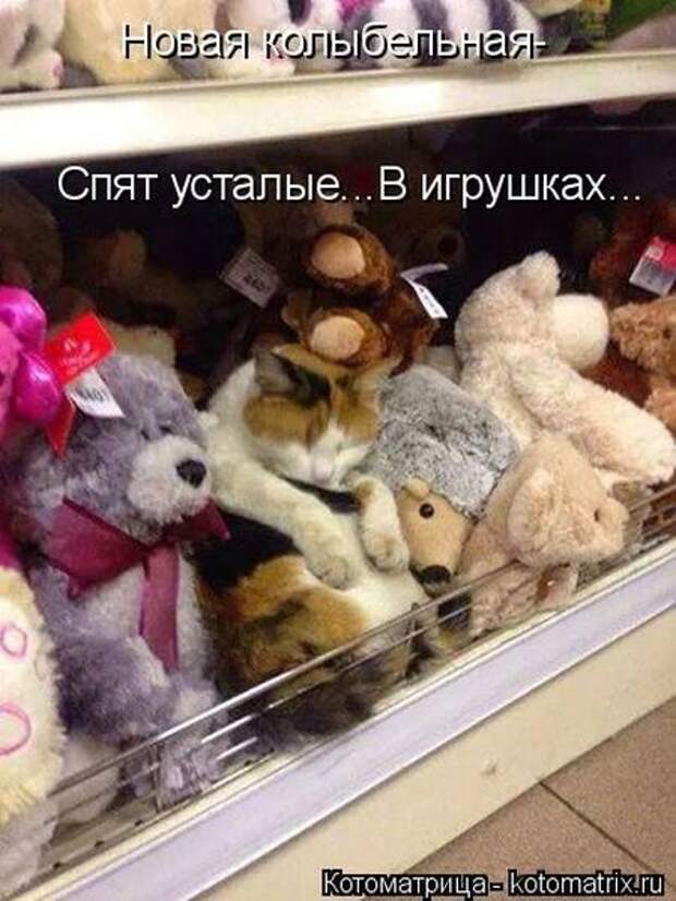 Лучшие котоматрицы недели