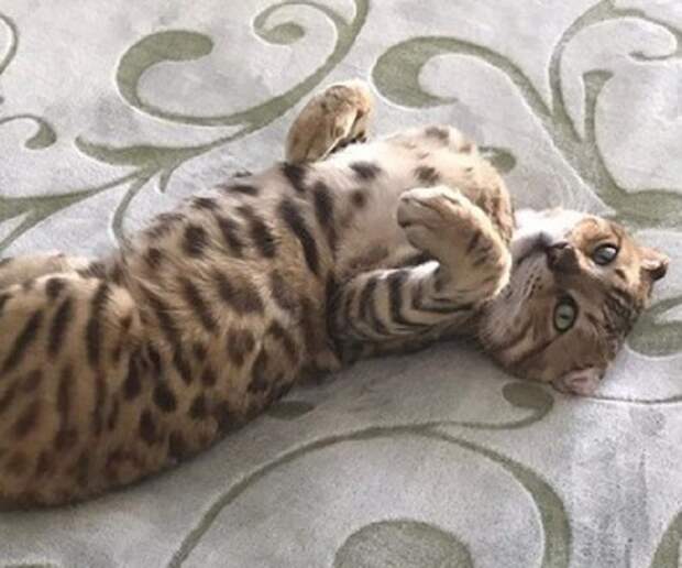 Кот отдыхает Кот на кровати