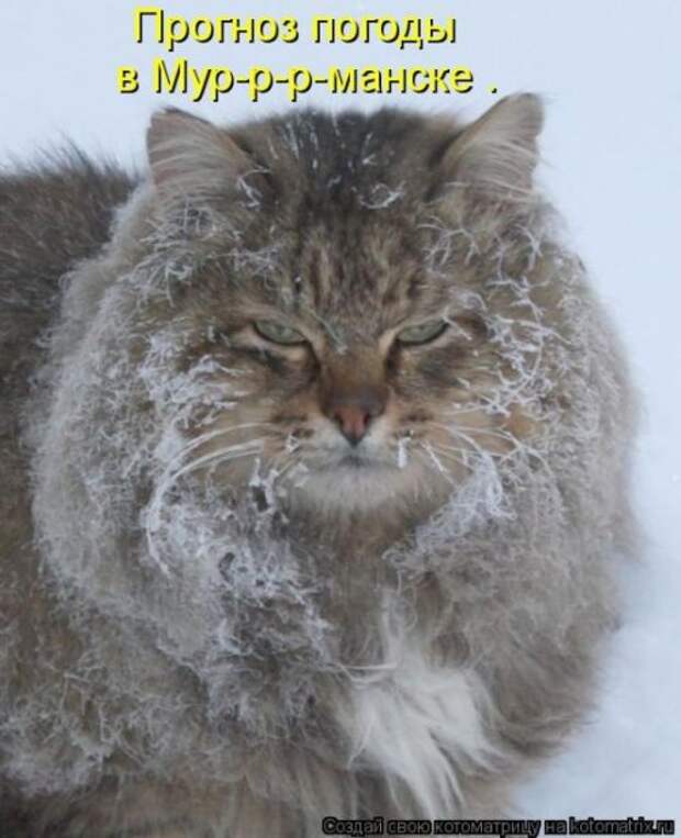 Сборник весёлых котоматриц (35 шт)