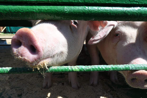 Жители Рязанской области выступили против строительства свинокомплексов