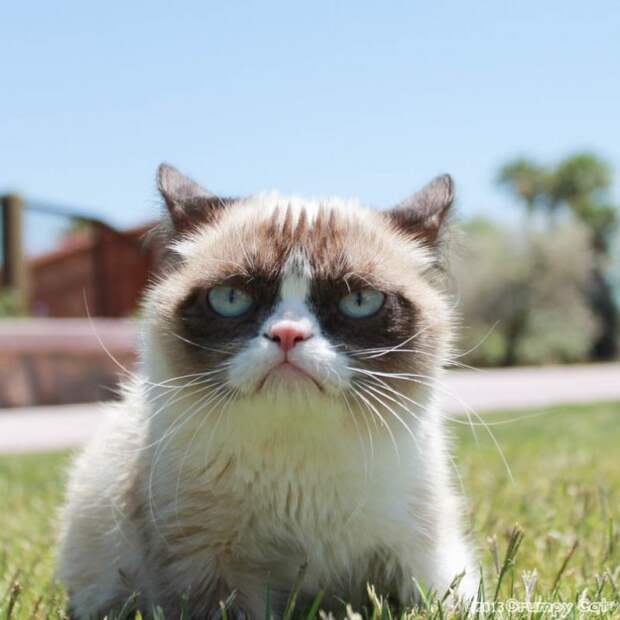 Cats