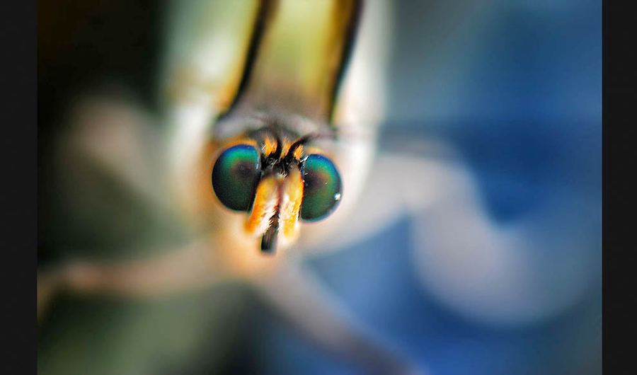 Победители ежегодного фотоконкурса Focus on Nature