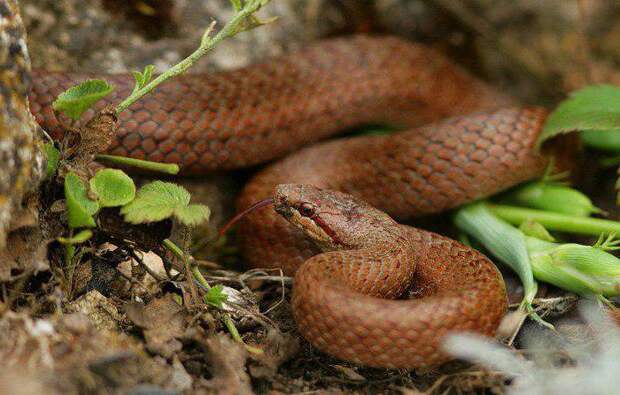 Описание, фото и интересные факты о существовании ядовитой змеи огневки