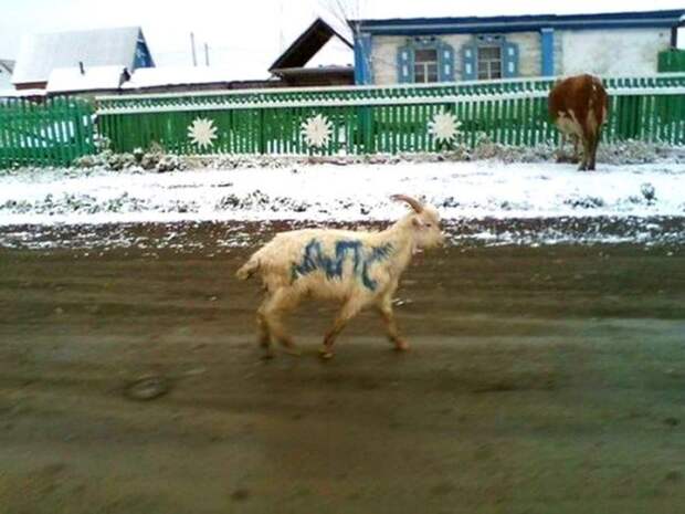 Хорошо в деревне летом