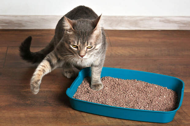 Суд в Сургуте обязал владельцев квартиры избавиться от живущих в ней 60 кошек