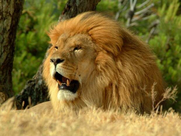 Львы (лат. Panthera leo) (англ. Lions)